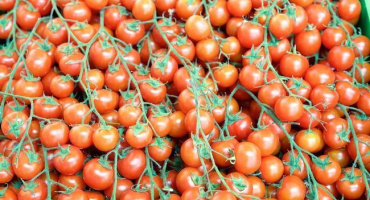 Kdy provádět neplánované krmení rajčat?